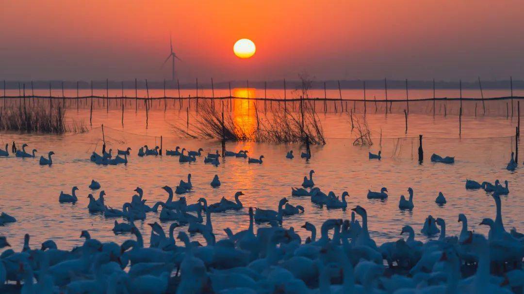 金秋时节蟹飘香 美丽菱塘邀您来_高邮_向北_图片