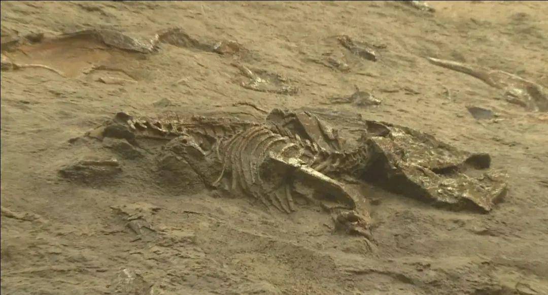 恐怖的蜥蜴”灭绝千万年后，四川乐山又发现踪迹_手机搜狐网