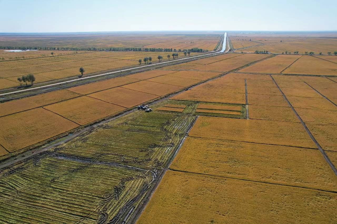 5万亩水稻陆续成熟进入收割期_收获机_工作_哈拉海农场