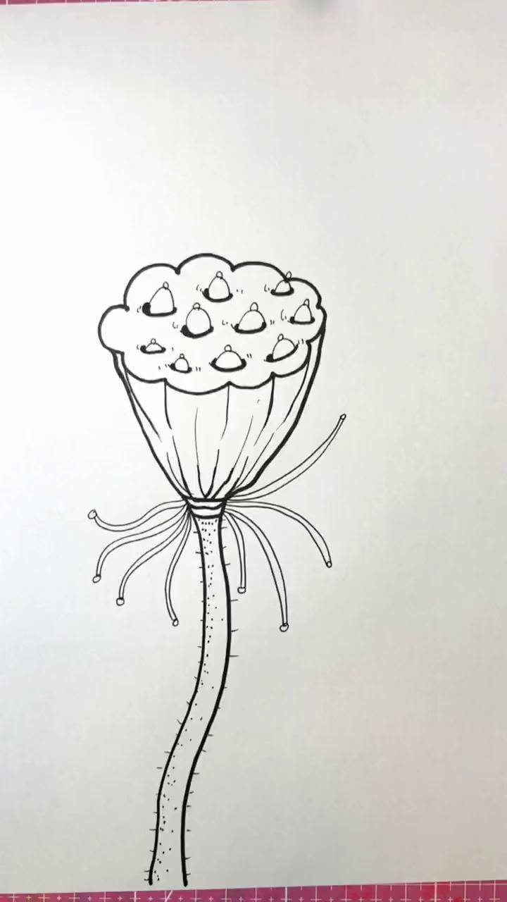 采莲蓬啦简笔画画画一起学画画