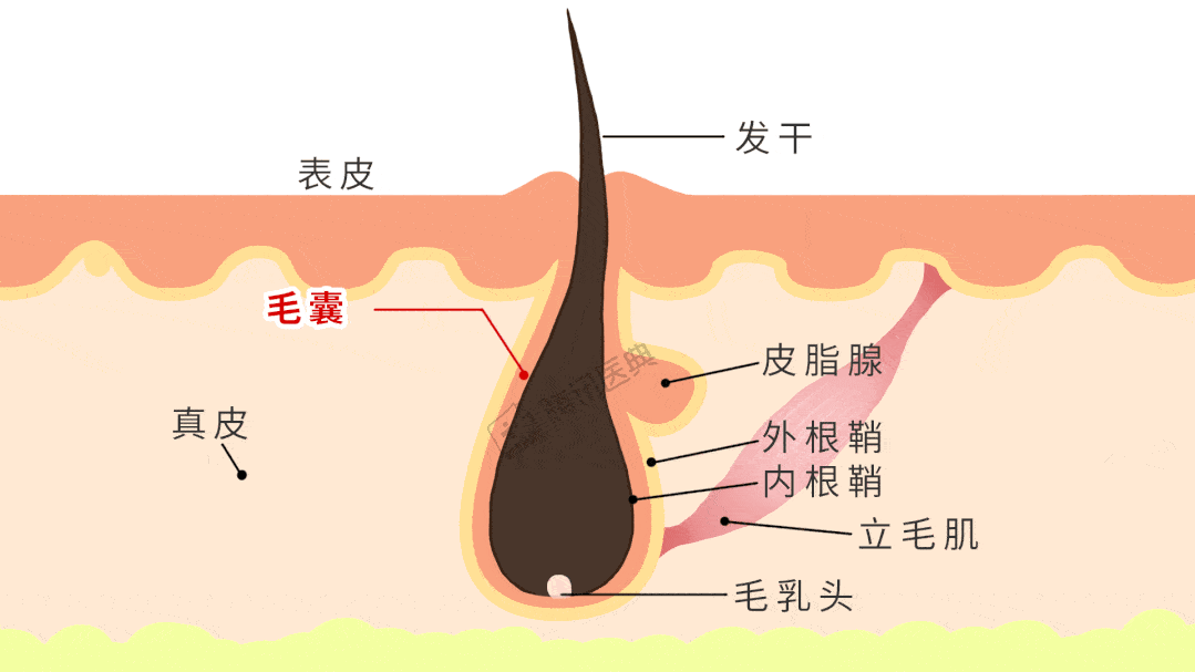 头发长会吸收身体营养?真相:并不是你想的那样!_护发_毛囊_蛋白