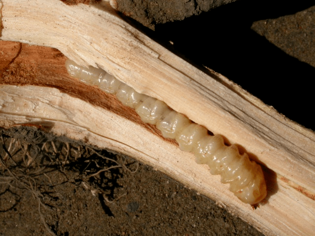 双斑锦天牛臭椿沟眶象主要病害局部应注意杨树锈病,柳树锈病,白粉病