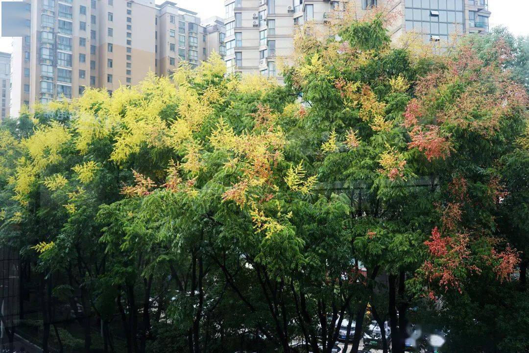 有车主问:怎么处理?_蚜虫_衣服_栾花