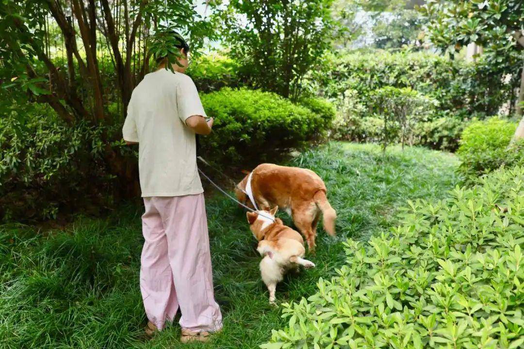 北京宠物猫微信群_北京宠物群谁有_北京宠物微信群