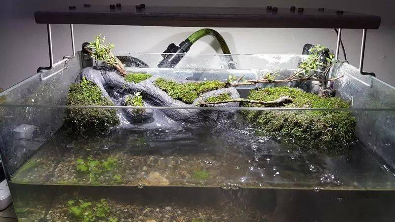 美得令人窒息的水陆缸,创意无限—— 制作篇_水族_文章_植物