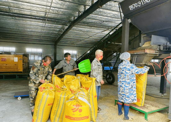 江西广昌:制种基地选种忙_种子_杨村_水稻