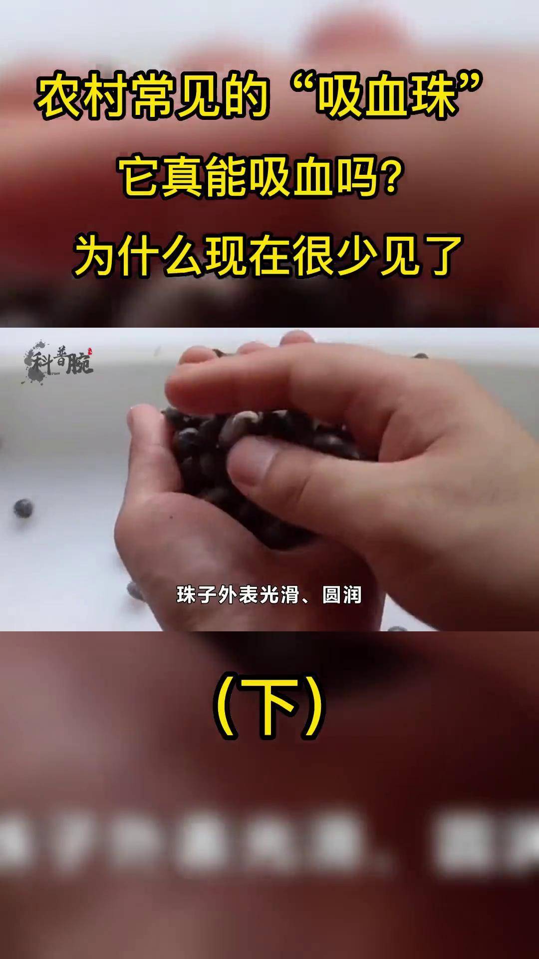 草珠子为啥叫吸血珠图片