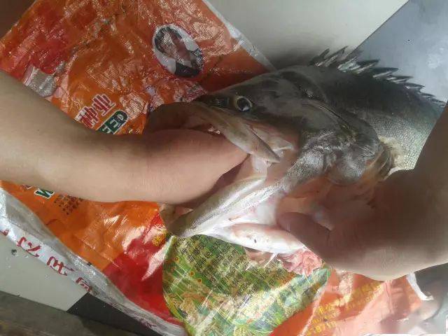 一条14斤的鳜鱼,刷新了钓鱼的新纪录_拉力_大鱼_解鱼