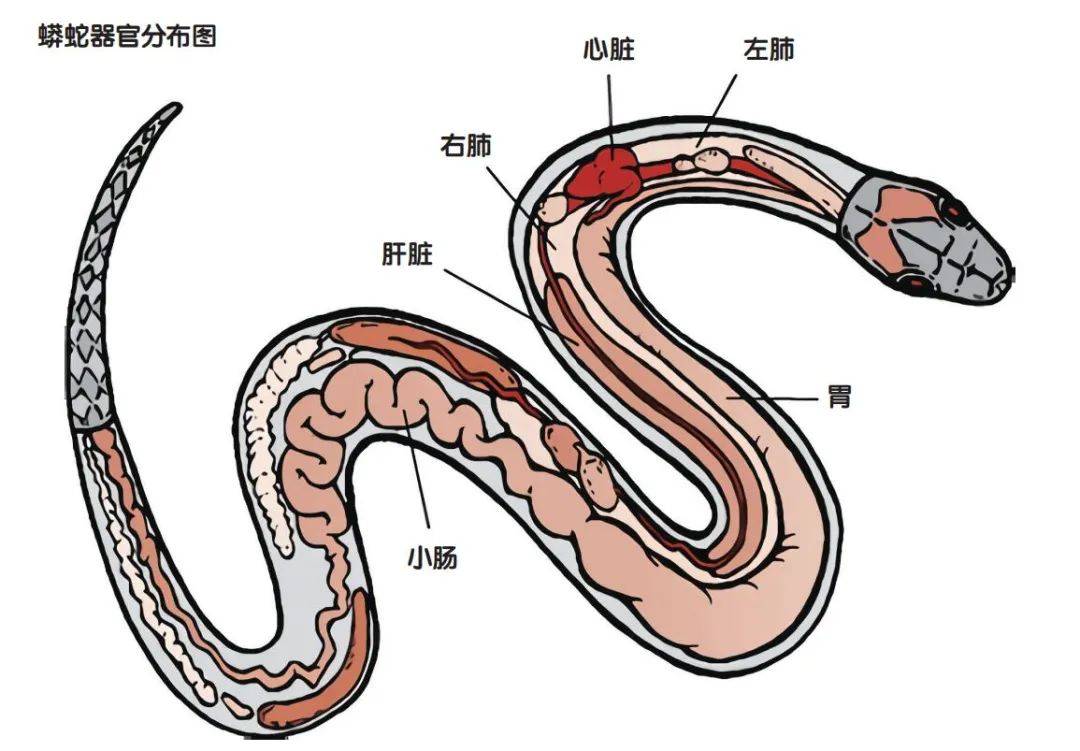 蛇身体结构器官图片