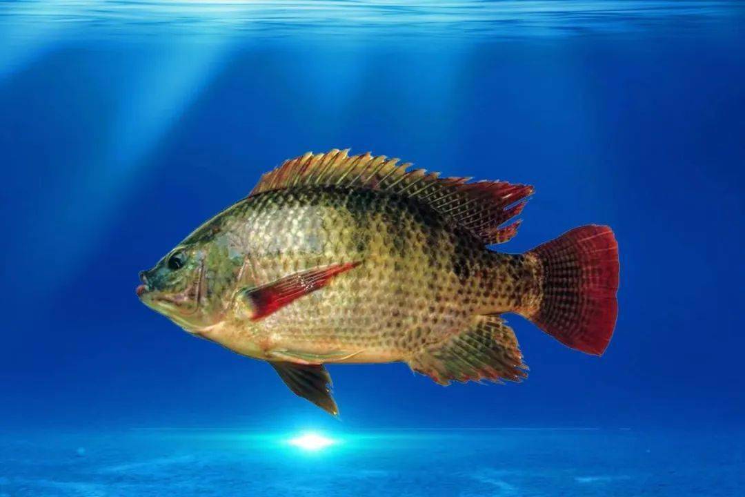 习作我最喜欢的一条鱼