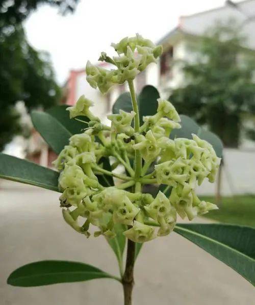 东莞街边这种"奇臭无比"的花,又开了!有人闻了头晕反胃.