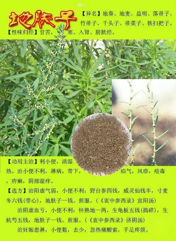 中草药大全3000种名字图片