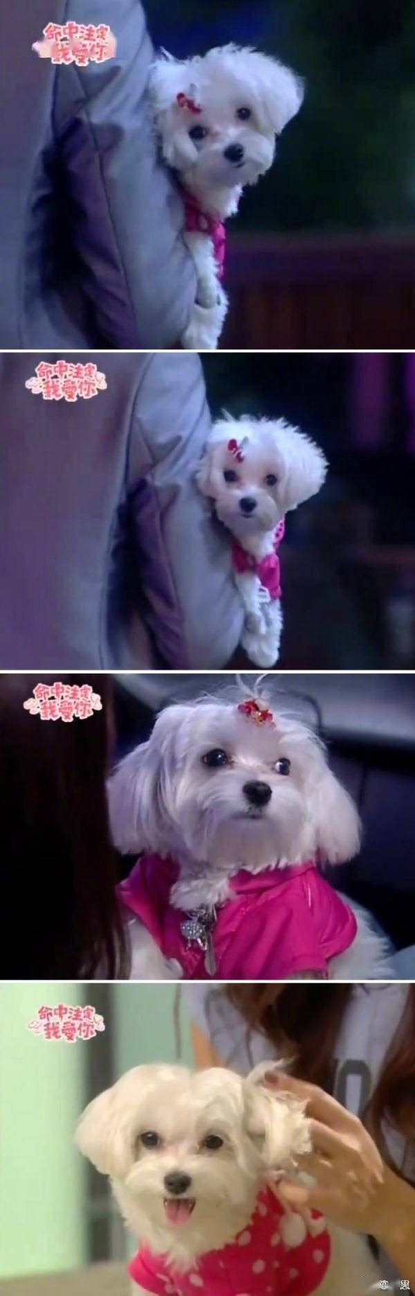 天啊超可愛我要買！！ 話說你家寶貝跟我家的長好像哈哈哈哈都是單眼皮小狗😻😻 超可愛, image size:600x1870