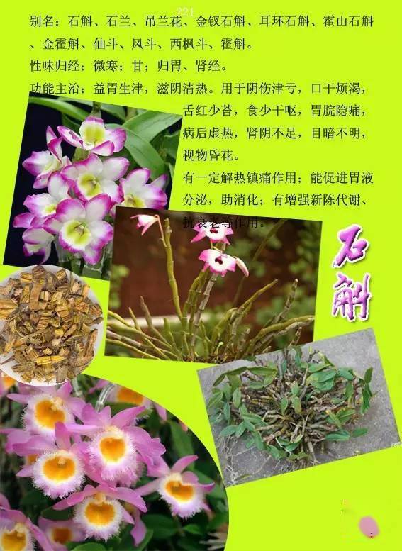 中草药大全3000种名字图片