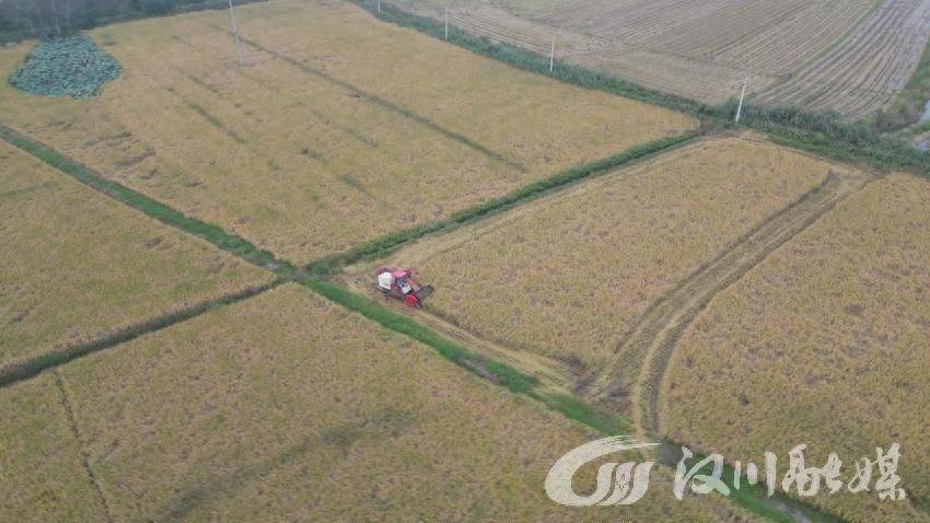 在测产当天,收割机在里潭乡竹林村对田间农户种植的"荃优全赢丝苗"