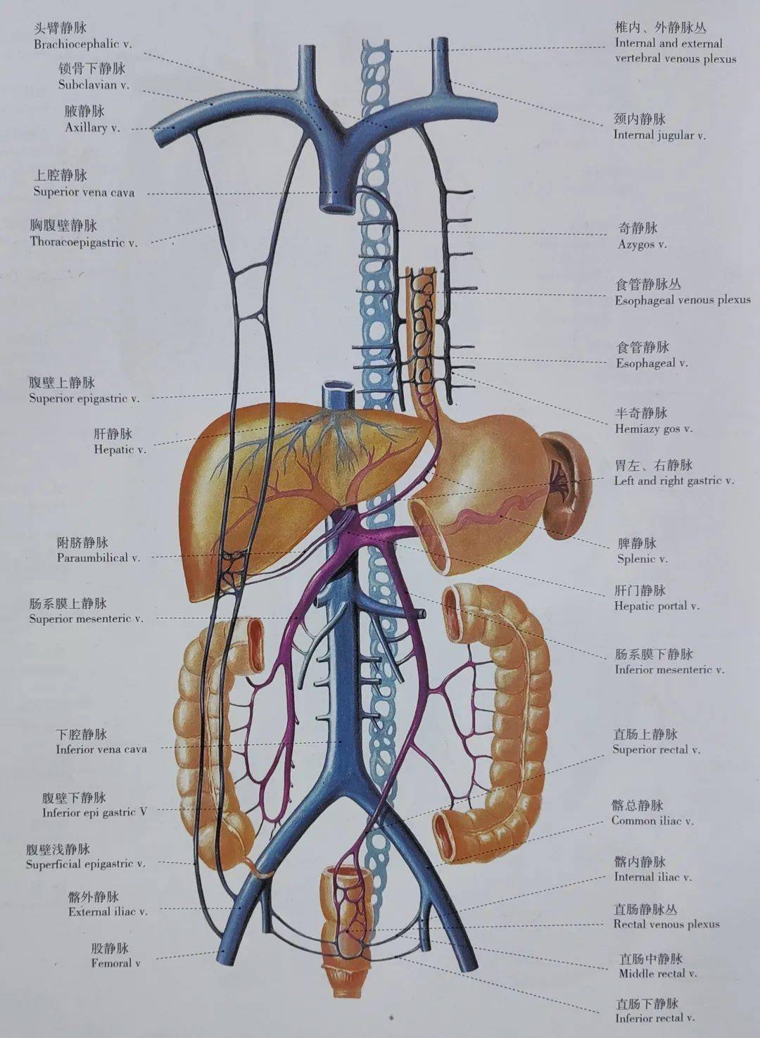 肝脏下腔静脉图片