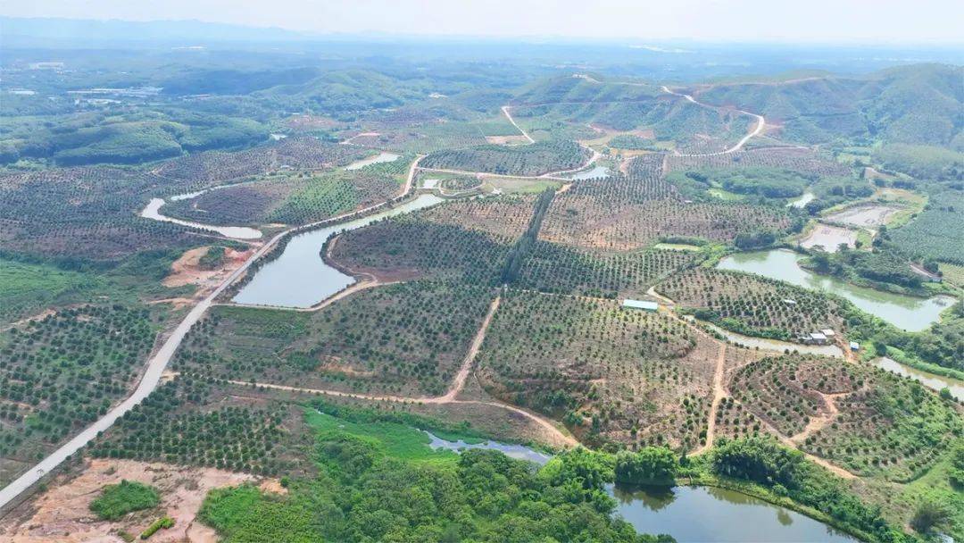 红五月农场这个小绿果人称"绿色银行"_澳洲_坚果_种植