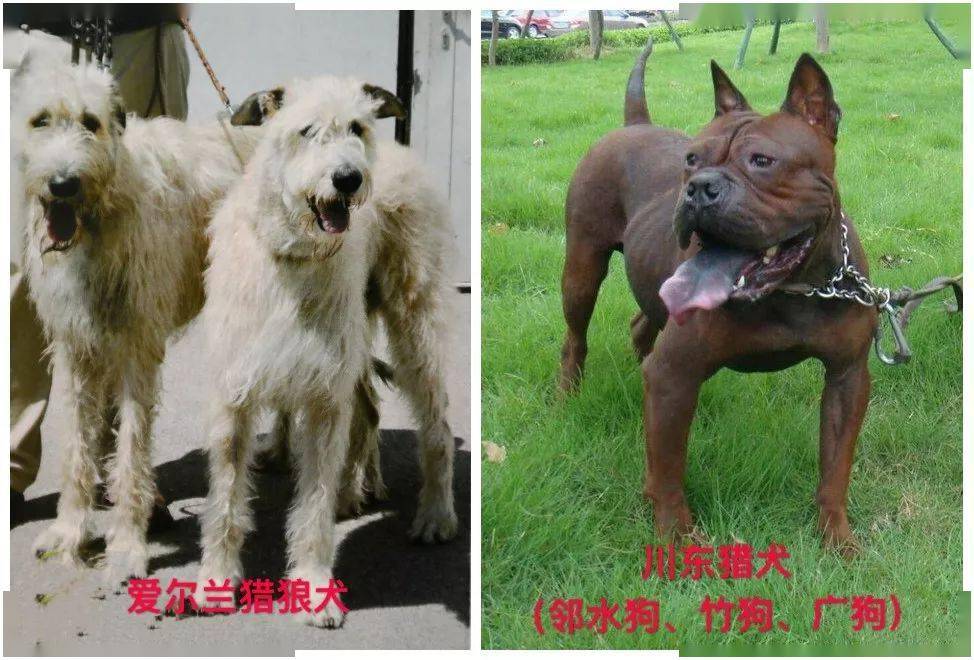 犬,卡斯罗犬(别称意大利凯因克尔索犬),罗威纳犬(别称罗威,罗特威勒)