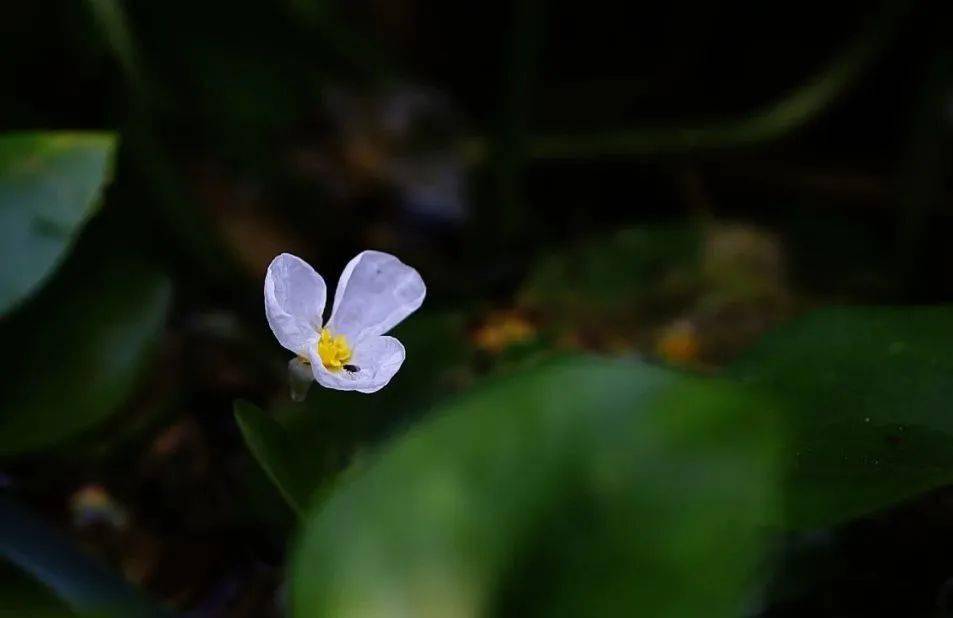 水鳖：我是洱海一朵花_手机搜狐网