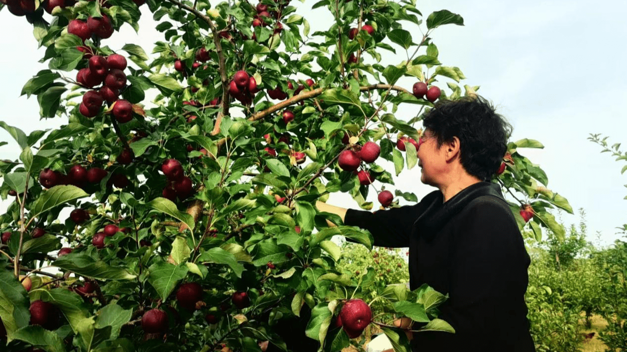北大荒集团五九七农场:粪污变成"宝" 黑土"育肥"有妙招
