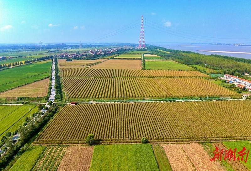 江南镇:长江岸线景如画 稻香鱼肥产业兴_整治_乡村_临湘市