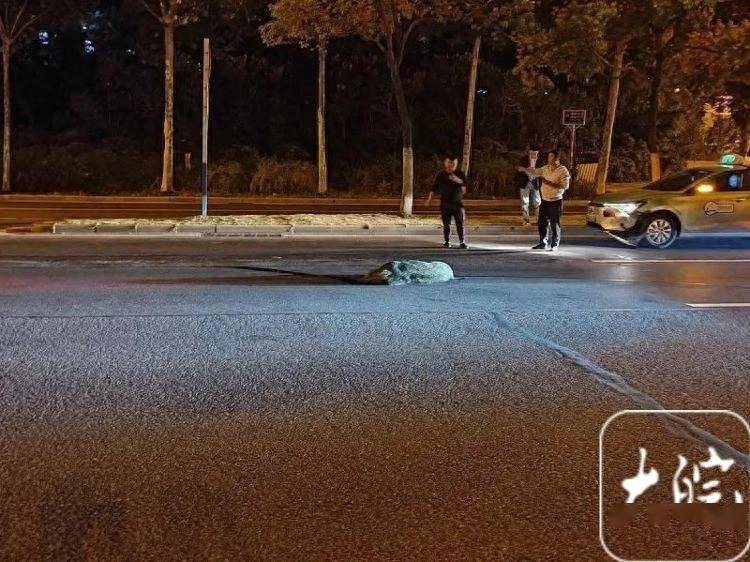 交警:车主全责!_处理_徽州大道_事故