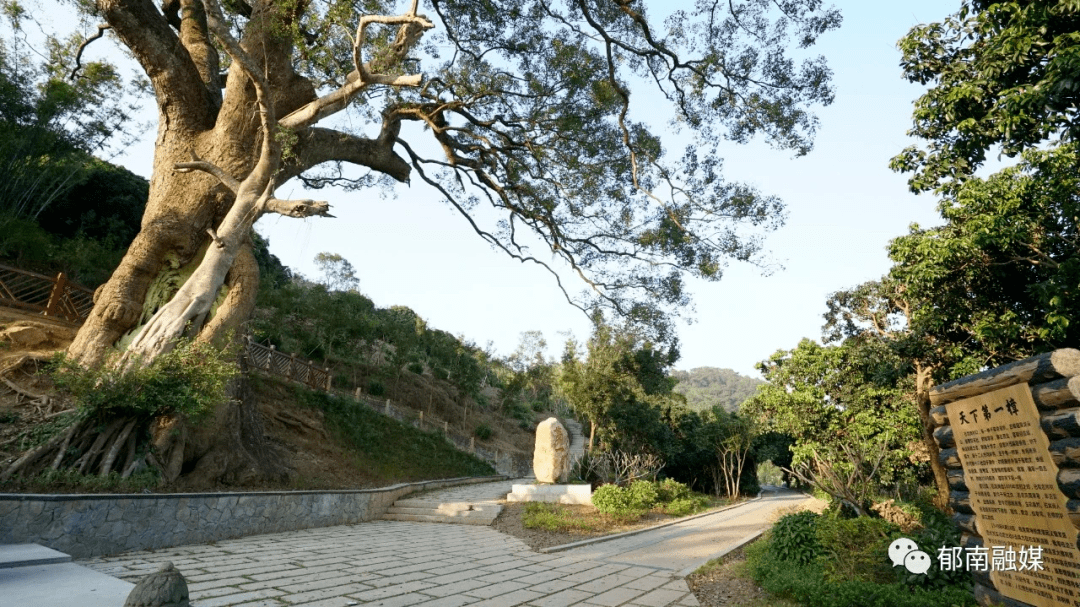 绿美郁南丨桂圩镇：保护古树名木推进生态文明_工作_樟树_修剪