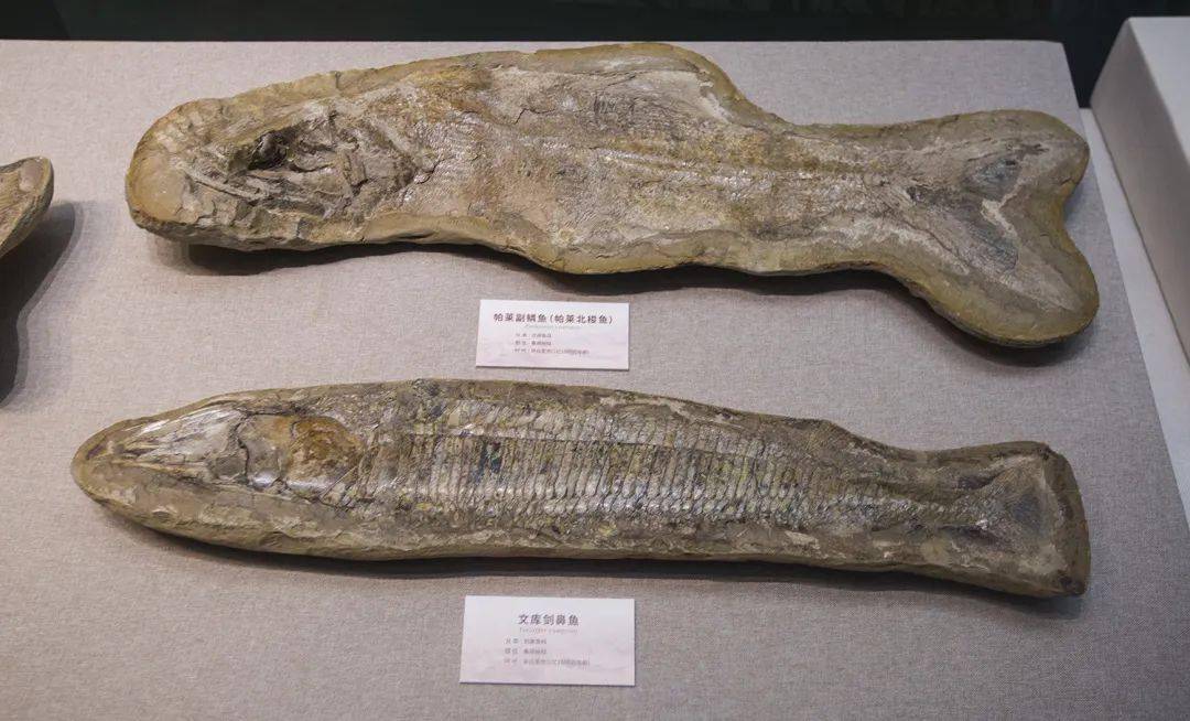 史前桑塔纳——巴西白垩纪大型立体鱼化石展在天津自然博物馆展出