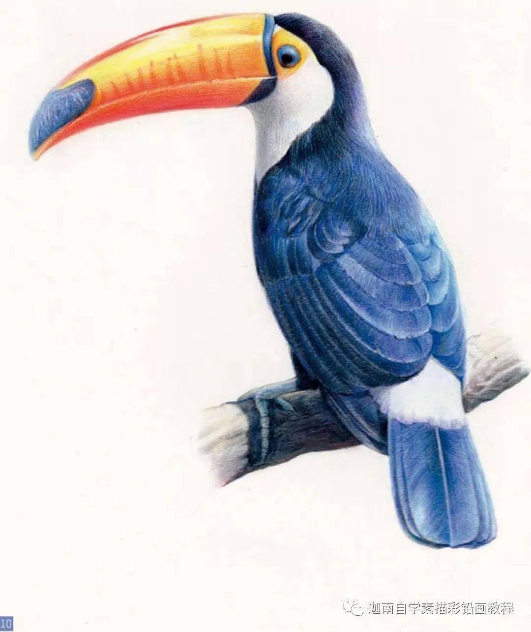 灵感飞翔,巨嘴鸟的彩铅绘画技巧分享