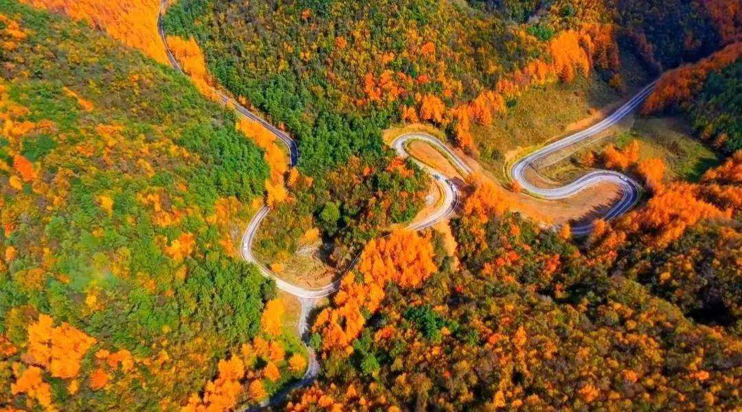 苍溪寻秋之旅 | 一起探寻三溪口国家森林公园~_树叶_旅途_气息