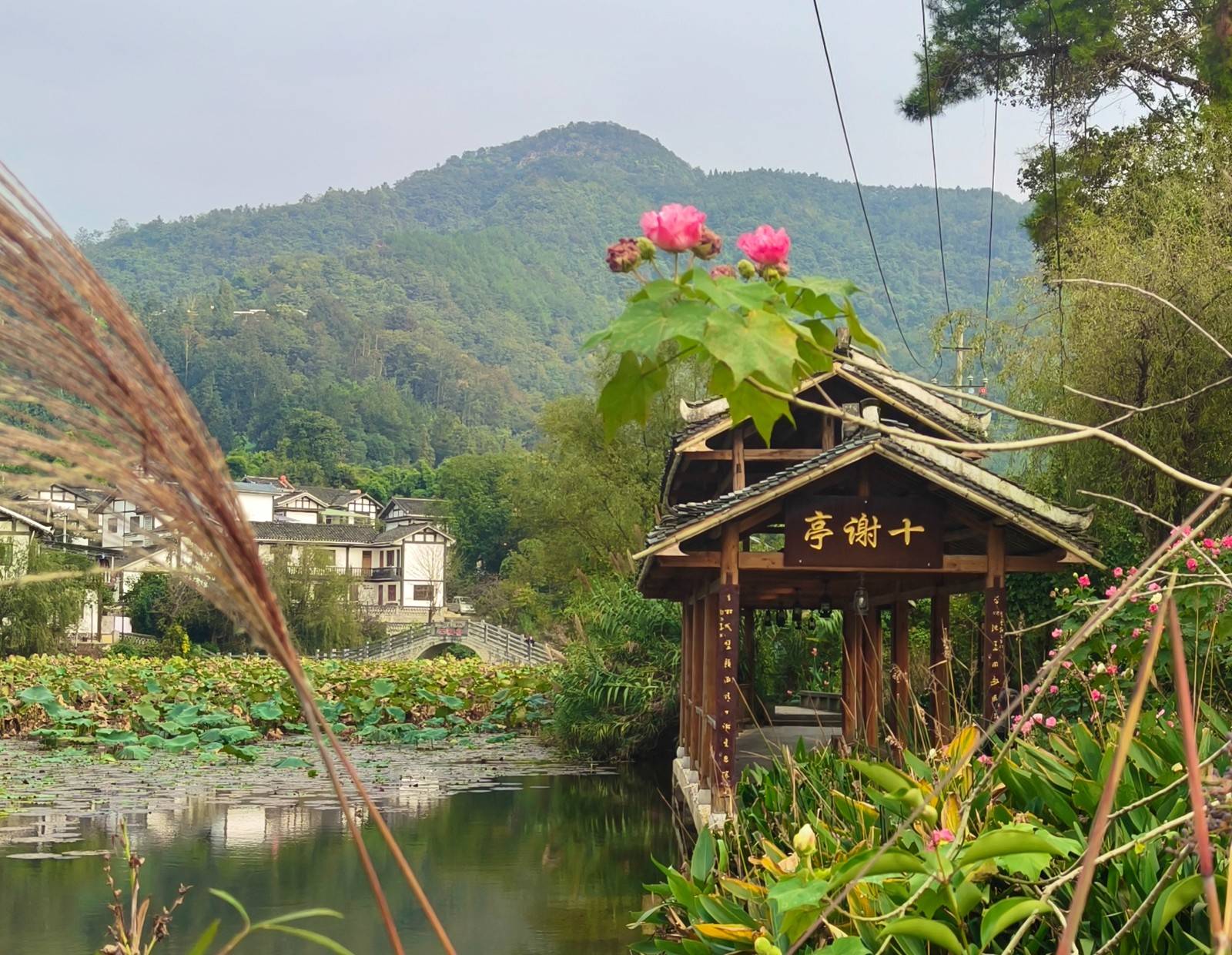 水头镇龙凤村图片