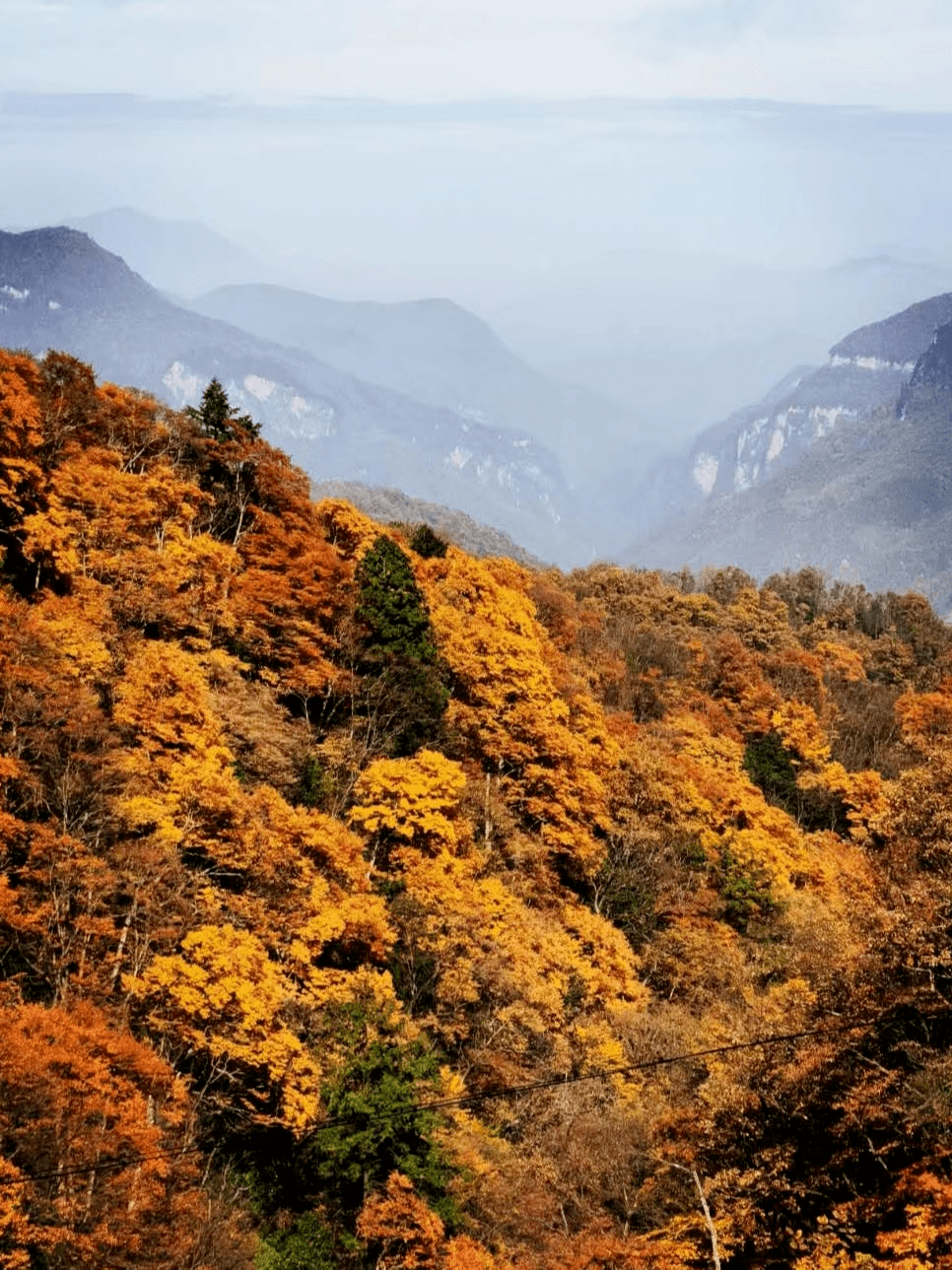 探秘神农架原始秋色,俯瞰高山彩林,览云海秋景,走进中国版科罗拉多