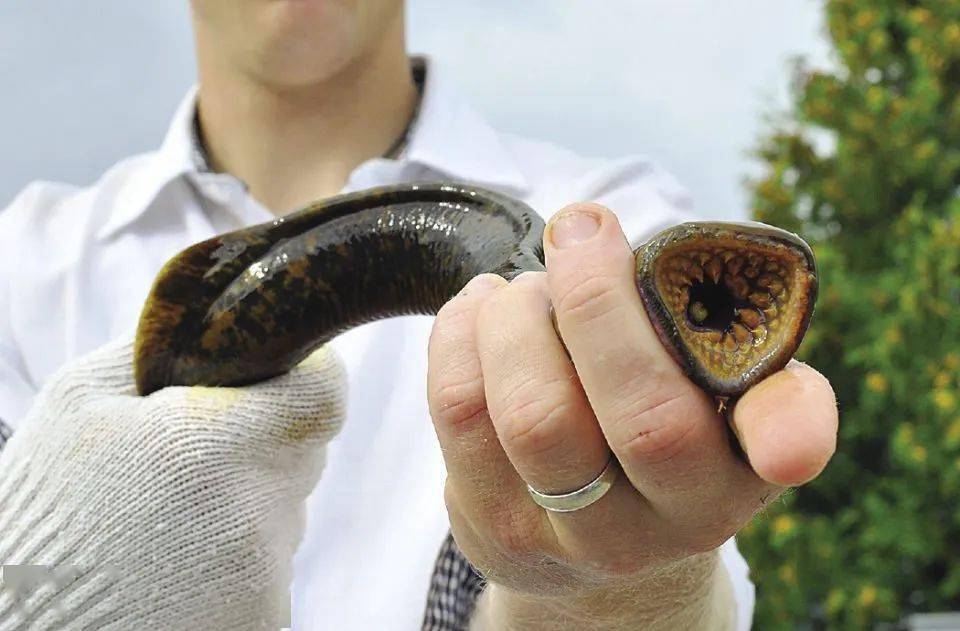 比人高的鲇鱼精从塞纳河里探头,但你猜不到这河里还会有啥…_鲶鱼