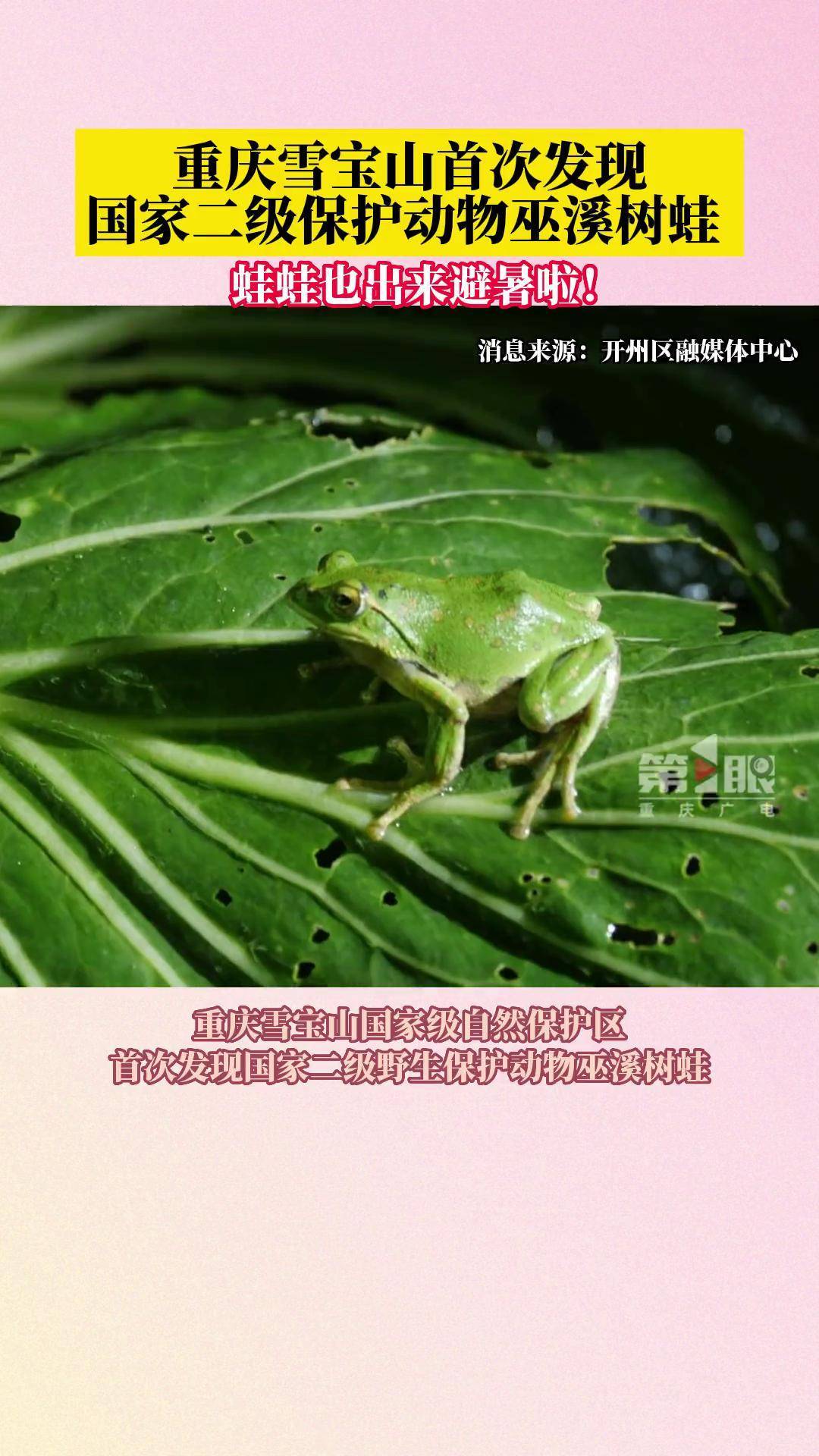 重庆雪宝山首次发现国家二级保护动物巫溪树蛙 ,快来看看它长啥样!