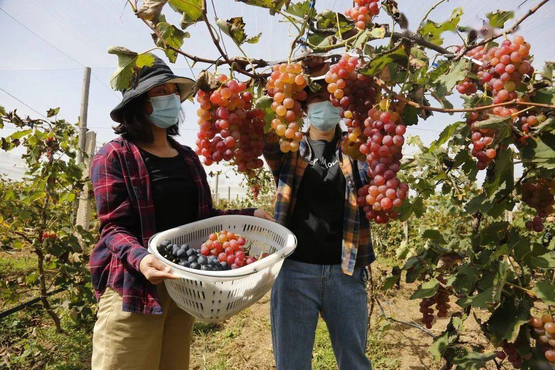 延庆"国家级"美丽休闲乡村后黑龙庙就是这么有范儿——_后黑龙庙村