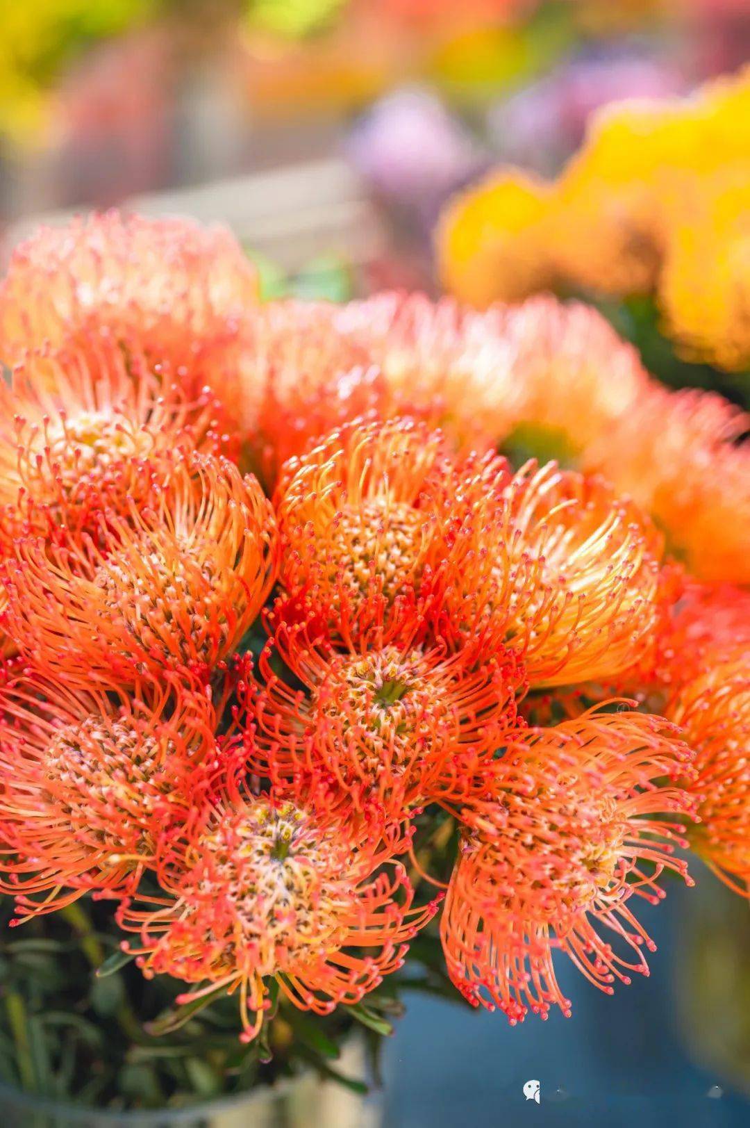 帝王花,形似皇冠,是南非"国花".红色65元/支,粉色85元/支.