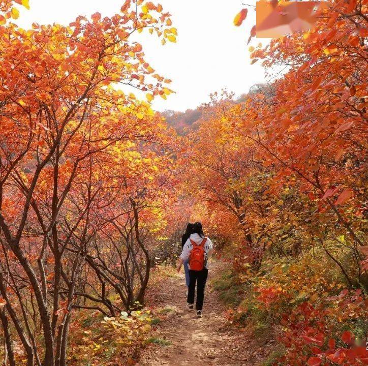 深秋的佛照山是一幅流动的画卷山间的红叶似火如诗
