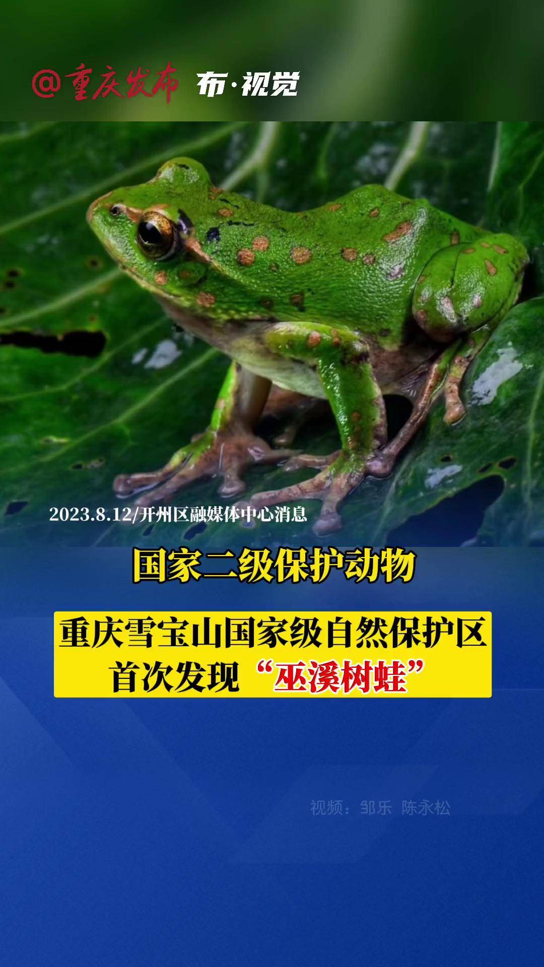 重庆雪宝山国家级自然保护区,首次发现国家二级保护动物——巫溪树蛙!