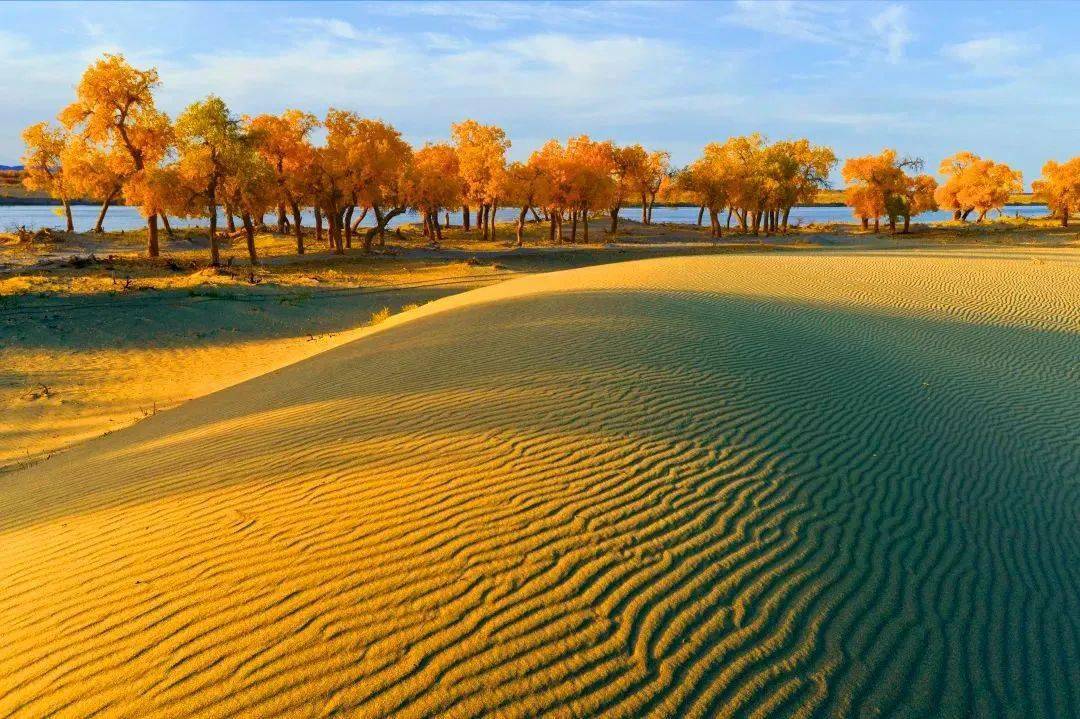 阿克苏地区沙雅县对温度具有极高的敏感性胡杨林叶片颜色变化和树龄小
