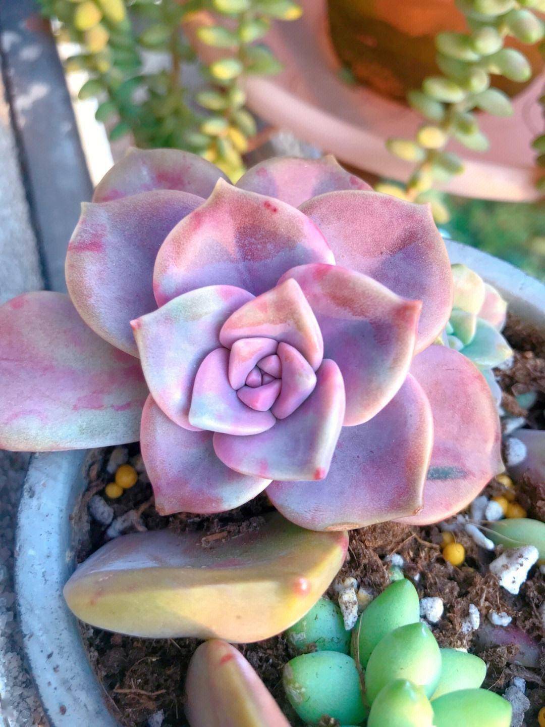 养紫乐有一个种植技巧,颜色梦幻好看,造型优美,长成旺盛老桩_植物