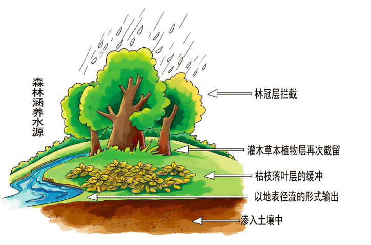 生态环境小百科丨森林生态系统是如何涵养水源的?