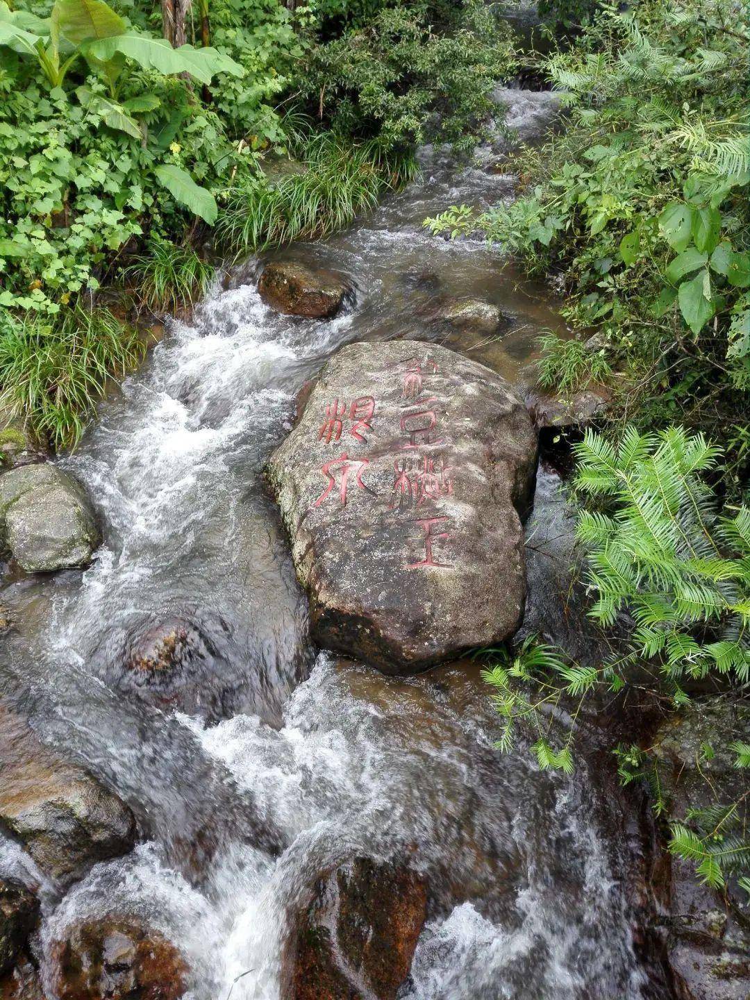 树影斑驳,更有一番意境龙栖山国家级自然保护区内,以水杉大