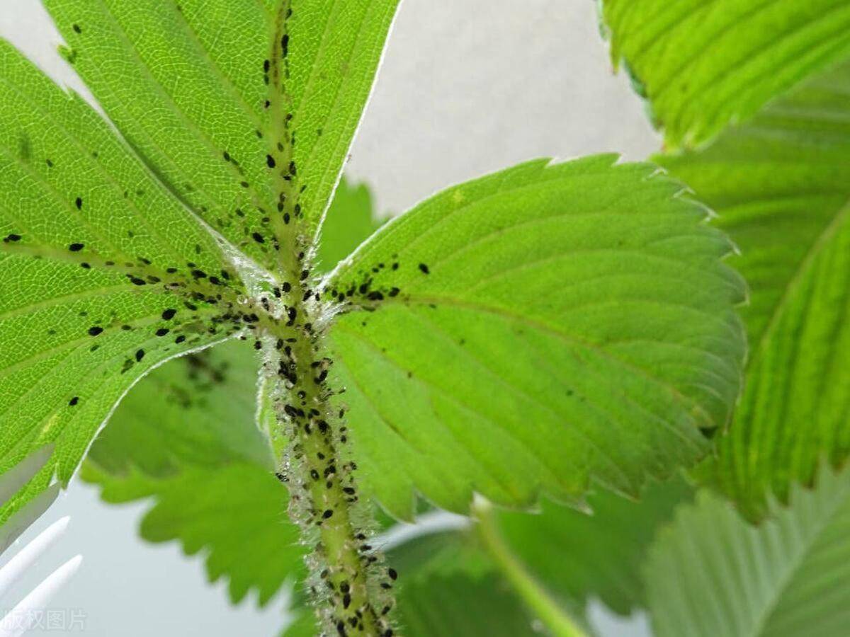 草莓蚜虫危害症状图片图片