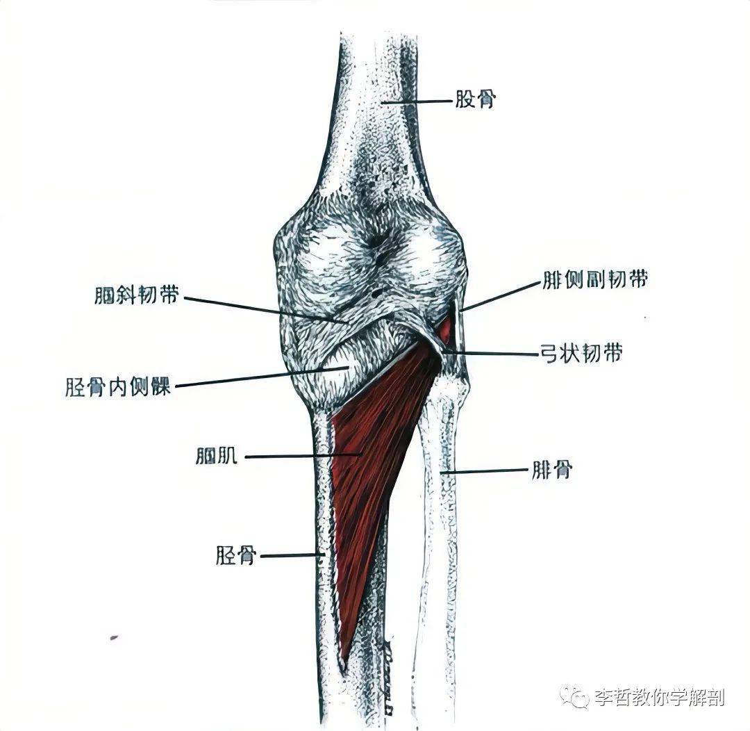 膝关节冠状韧带解剖图片