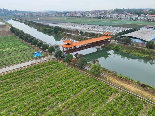 "湘"当自觉自信自强丨涟源蔬菜小镇做强现代农业产业_桥头河镇_萝卜