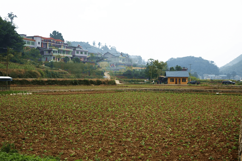 乡村行·看振兴 | 茅栗镇:立足"三先四早" 抢抓秋冬种植_发展_工作