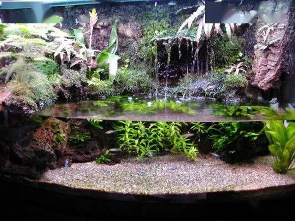 另类两栖 雨林 水陆造景缸,蛇,蟹,蛙.好多我头次见到!_水族_文章_问题