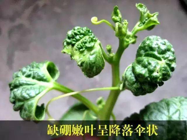 植物缺硼图片