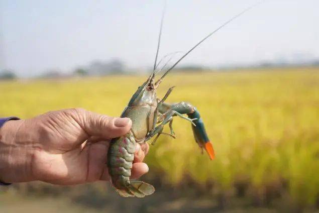 塘栖这个村的稻田里"暗藏玄机"_龙虾_水稻_塘北村