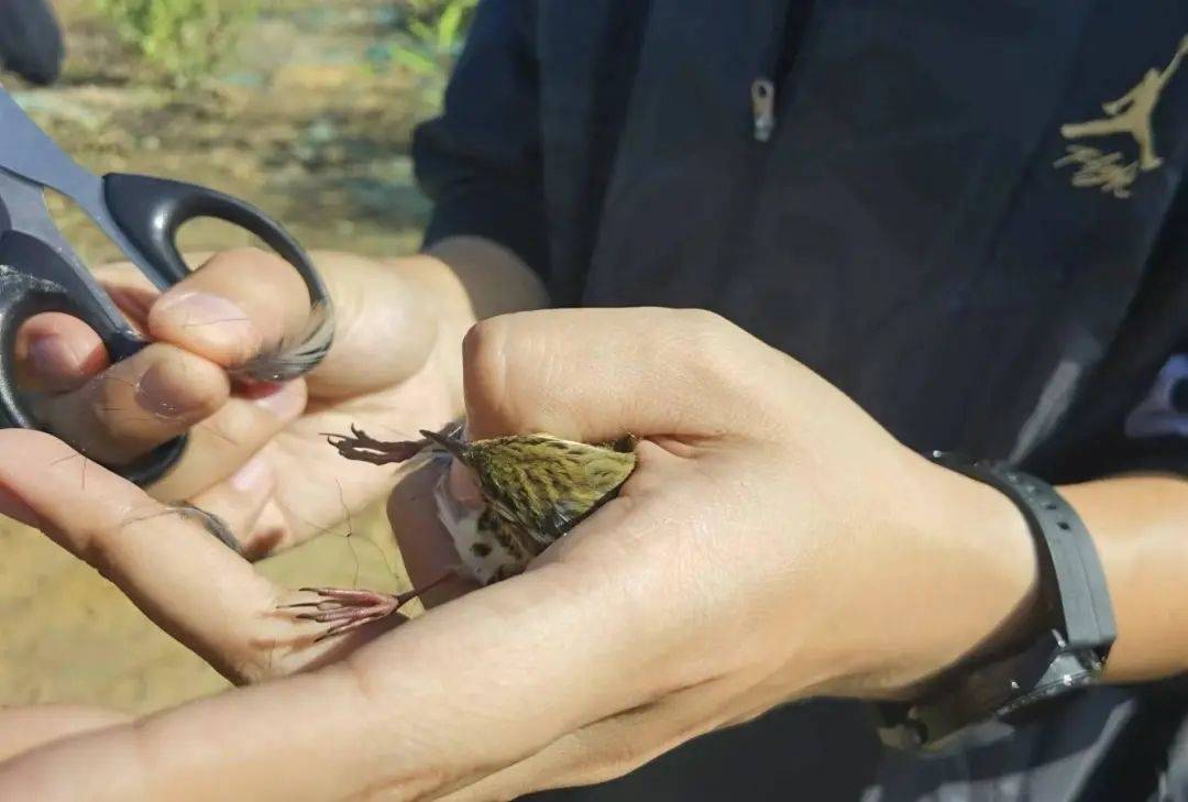 有些朋友可能要问了,不就捉了几只麻雀嘛?小事儿,咋能违法?